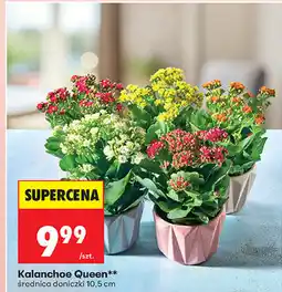 Biedronka Kalanchoe Queen** średnica doniczki 10,5 cm oferta