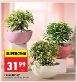 Biedronka Fikus Kinky oferta