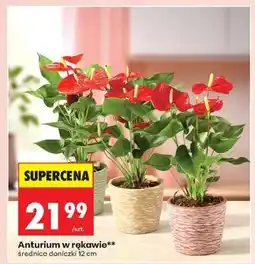 Biedronka Anturium w rękawie oferta