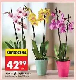 Biedronka Storczyk 2-pędowy oferta