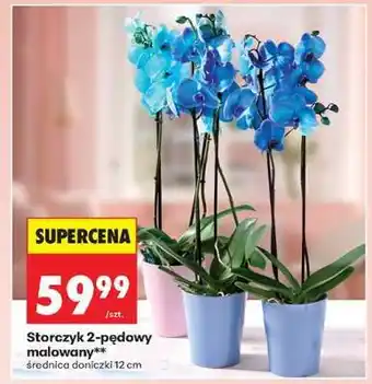 Biedronka Storczyk 2 pędowy malowany oferta