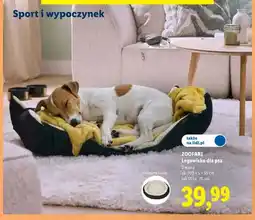 Lidl Legowisko dla psa ZOOFARI ok. 100x5x65cm oferta