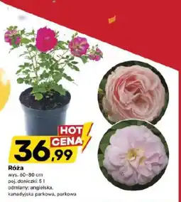Bricomarche Róża oferta