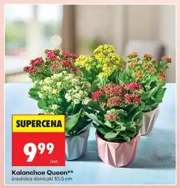Biedronka Kalanchoe Queen oferta