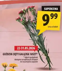 Arhelan Goździk cięty gałązka oferta