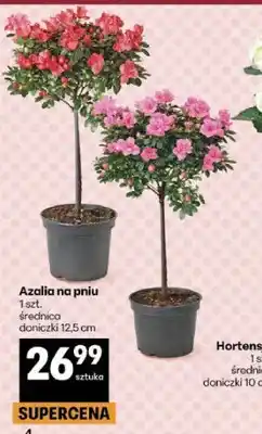 Delikatesy Centrum Azalia na pniu średnica doniczki 12,5cm oferta