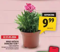 Arhelan Kwiat goździk doniczka 12cm oferta