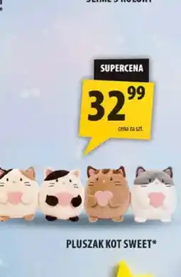 Arhelan Pluszak kot Sweet oferta