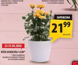Arhelan Róża doniczka 12cm oferta