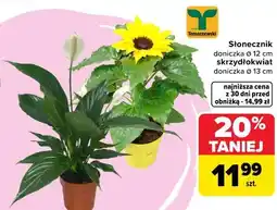 Carrefour Słonecznik, skrzydłokwiat Tomaszewski oferta