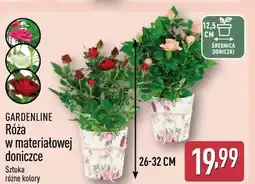 ALDI Róża w materiałowej doniczce GARDENLINE oferta