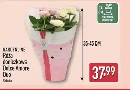 ALDI Róża doniczkowa Dolce Amore Duo GARDENLINE oferta