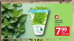 Selgros Mięta XXL doniczka Baziółka oferta