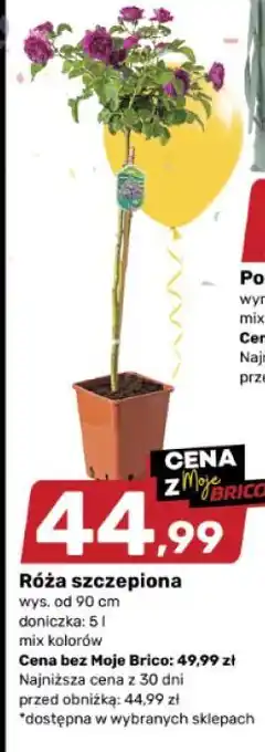 Róża szczepiona