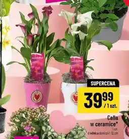 Polomarket Calla w ceramice średnica doniczki 12cm oferta