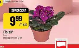 Polomarket Fiołek średnica doniczki 12cm oferta