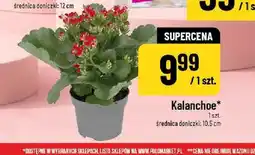 Polomarket Kalanchoe średnica doniczki 10,5cm oferta