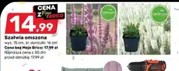 Bricomarche Szałwia omszona oferta