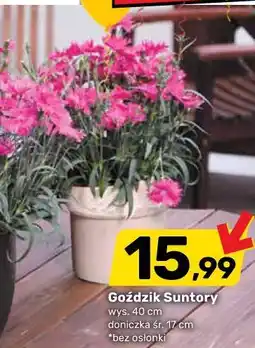 Bricomarche Goździk Suntory oferta
