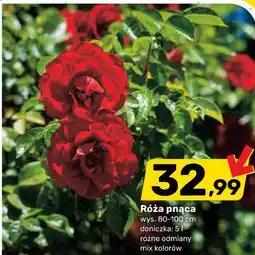Bricomarche Róża pnąca oferta