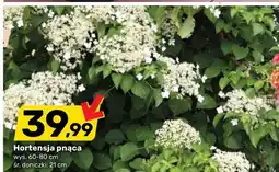 Bricomarche Hortensja pnąca oferta