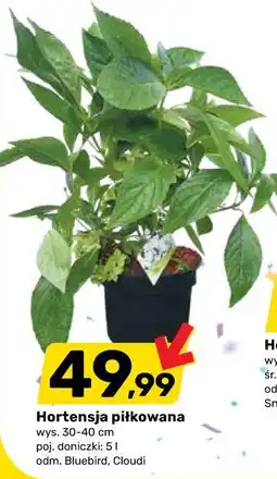 Bricomarche Hortensja piłkowana oferta