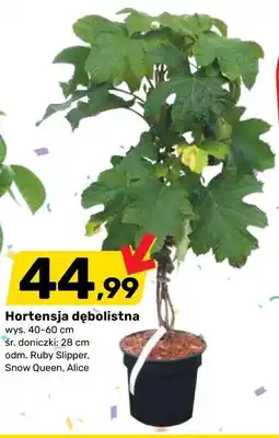 Bricomarche Hortensja dębolistna oferta