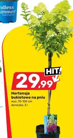 Bricomarche Hortensja bukietowa na pniu oferta
