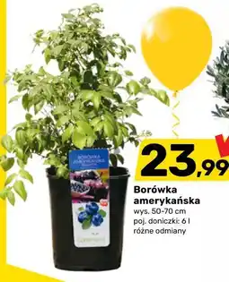 Bricomarche Borówka amerykańska oferta