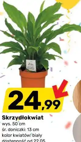 Bricomarche Skrzydłokwiat oferta