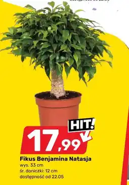 Bricomarche Fikus Benjamina Natasja oferta
