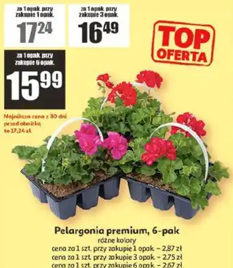Pelargonia premium