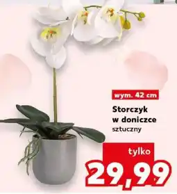 Kaufland Storczyk w doniczce oferta