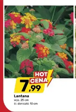 Bricomarche Lantana wys. 25cm śr. doniczki 10cm oferta