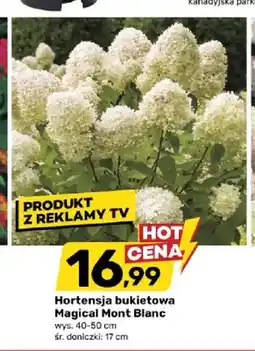 Bricomarche Hortensja bukietowa Magical Mont Blanc wys. 40-50cm śr. doniczki 17cm oferta