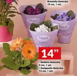 Twój Market Gerbera doniczka 9cm oferta