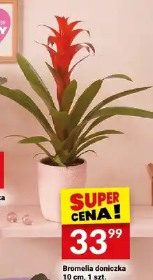Twój Market Bromelia doniczka 10cm oferta