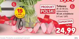Kaufland Tulipany dł. ok 35cm oferta