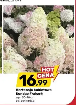 Bricomarche Hortensja bukietowa Sundae Fraise wys. 30-40cm poj. doniczki oferta