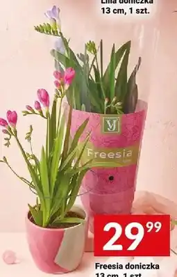 Twój Market Freesia doniczka 13cm oferta