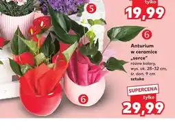 Kaufland Anturium w ceramice serce wys. ok. 28-32cm śr. don. 9cm oferta