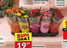 Twój Market Róża doniczka 12cm oferta