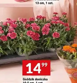 Twój Market Goździk doniczka 10,5cm oferta