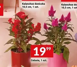 Twój Market Celosia oferta