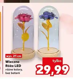 Kaufland Wieczna Róża LED wys. 21cm oferta