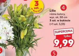 Kaufland Lilie wys. ok. 50cm oferta
