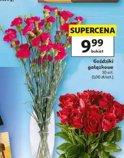 Auchan Goździki gałązkowe oferta