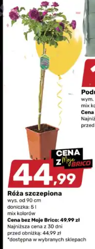 Bricomarche Róża oferta