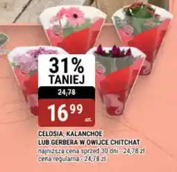 bi1 Celosia, kalanchoe lub gerbera w owijce chitchat oferta