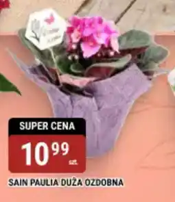 bi1 Sain paulia duża ozdobna oferta